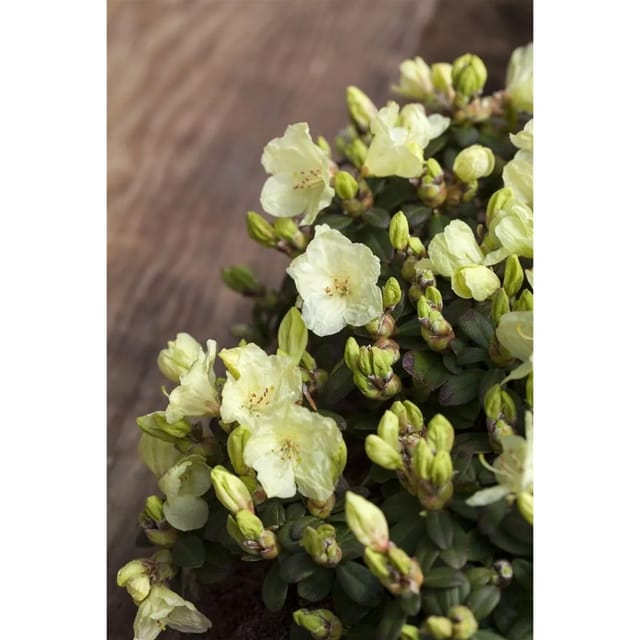 Rhododendron Ludlowii Wren Gelb 25–30 cm