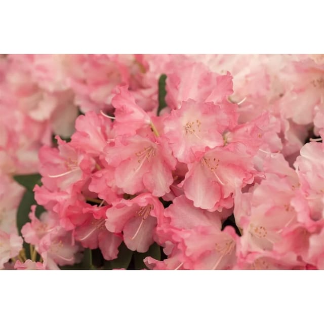 Rhododendron Yakushimanum Marlis Rosa Blüten 140–160 cm