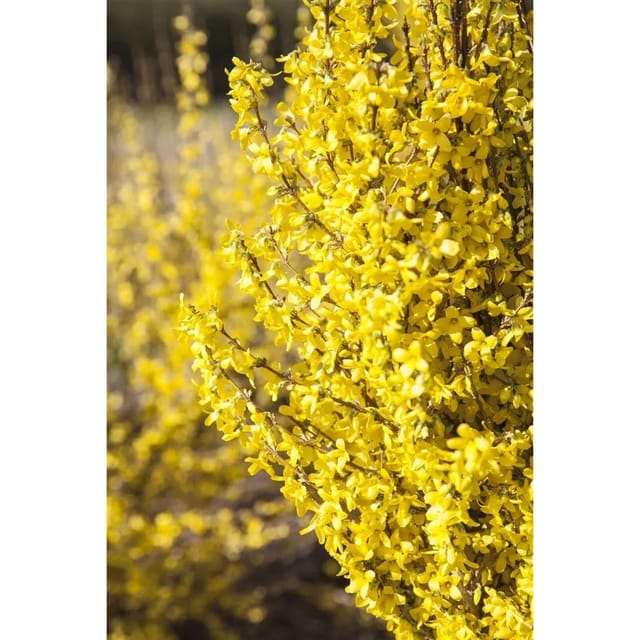 Forsythia Week-End -R- Forsythie Leuchtend Gelb 80–100 cm