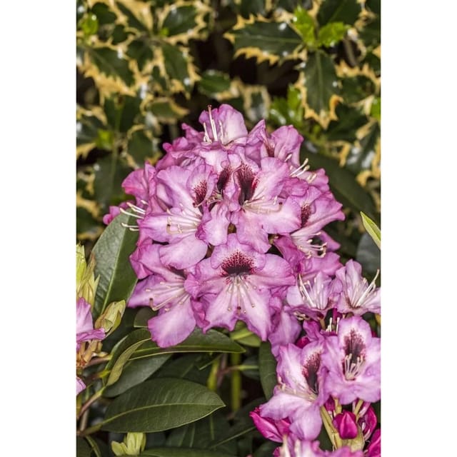 Rhododendron Hybr. Kokardia Rhododendron Rot-Weiß 30–40 cm