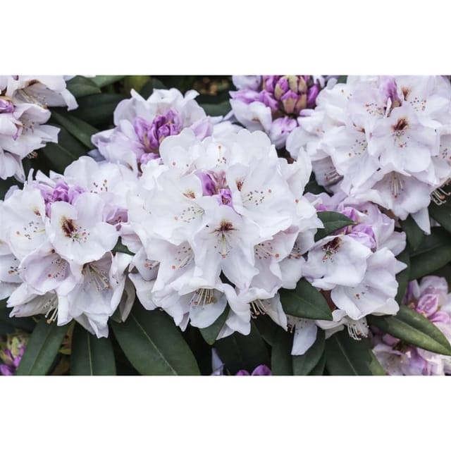 Rhododendron Hybr. Bismarck Rhododendron Rosa 30–40 cm
