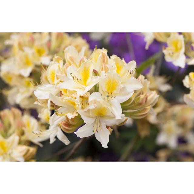 Rhododendron Luteum Daviesii Gelb 70–80 cm