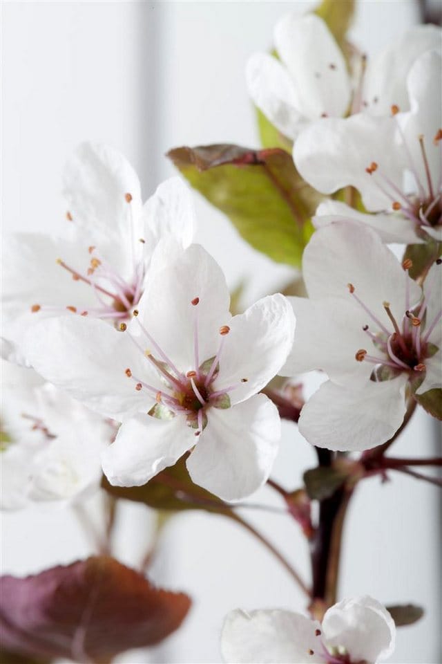 Prunus Cistena Blutpflaume Dunkelrot 60–80 cm