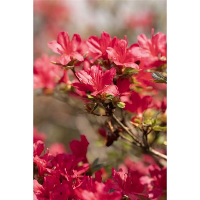 Rhododendron Obtusum Hino-Crimson Leuchtend Rot 20–25 cm