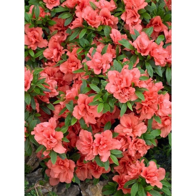 Rhododendron Obtusum Cherie Azalee Rosa Blüten 15–20 cm