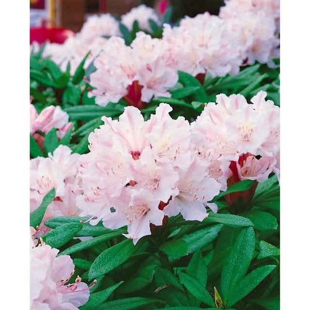 Rhododendron Williamsianum Jackwill Rosa Blüten 60–70 cm