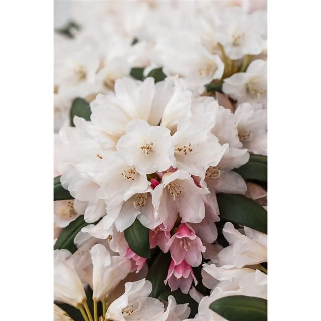 Rhododendron Yakushimanum Taroko Immergrün Rosa Blüten 80–90 cm