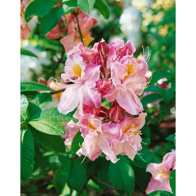 Rhododendron Luteum Cecile Gelb 40–50 cm