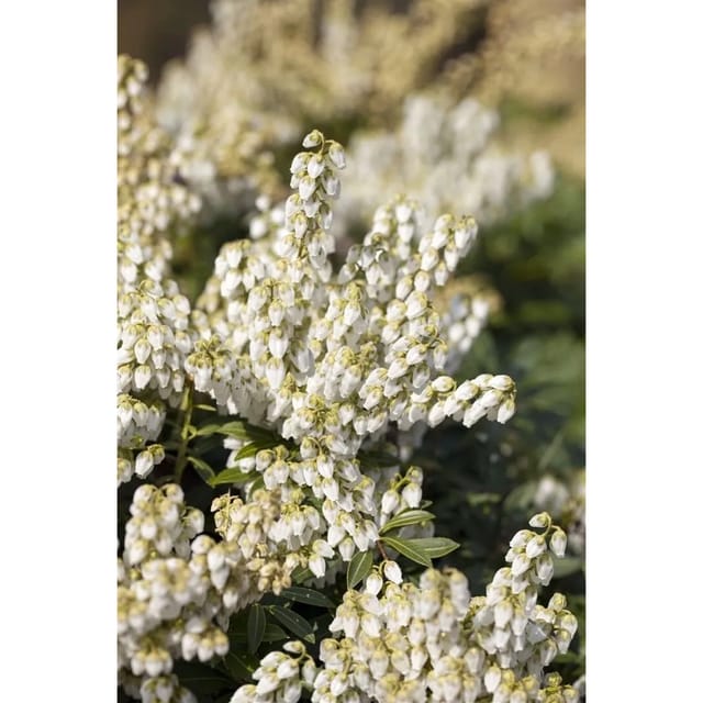 Pieris Japonica White Pearl Japanische Lavendelheide Weiß 25–30 cm