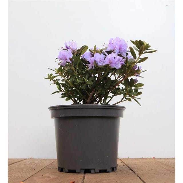 Rhododendron Russatum Purple Pillow Lila Blüten 10–15 cm