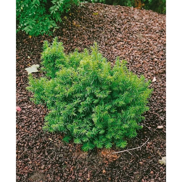 Taxus Cuspidata Nana Japanische Eibe Kompakt 25–30 cm