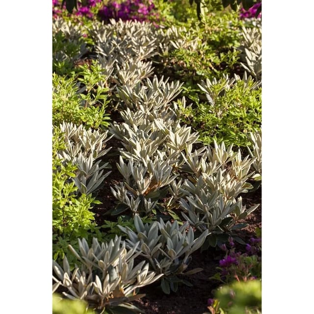 Rhododendron Pachysanthum Silbervelours Silbrig 70–80 cm