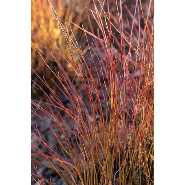 Cornus Sericea Firedance Roter Hartriegel 60–80 cm Leuchtend Rot