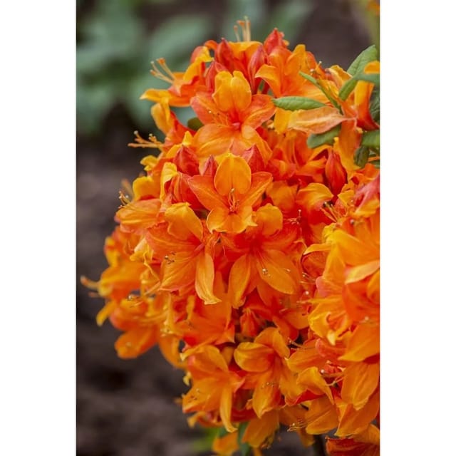 Rhododendron Luteum Klondyke Gelb-Orange 40–50 cm