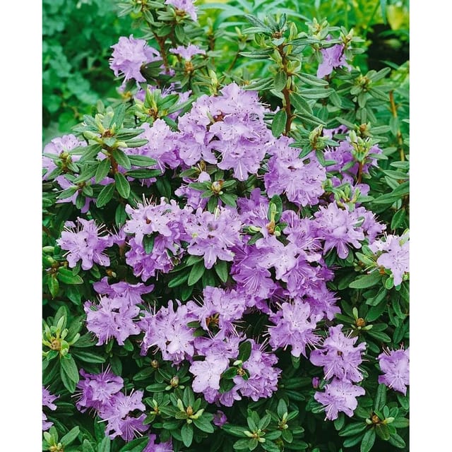 Rhododendron Impeditum Blumiria Zwerg-Rhododendron Lila Ca. 11x11 cm Topf