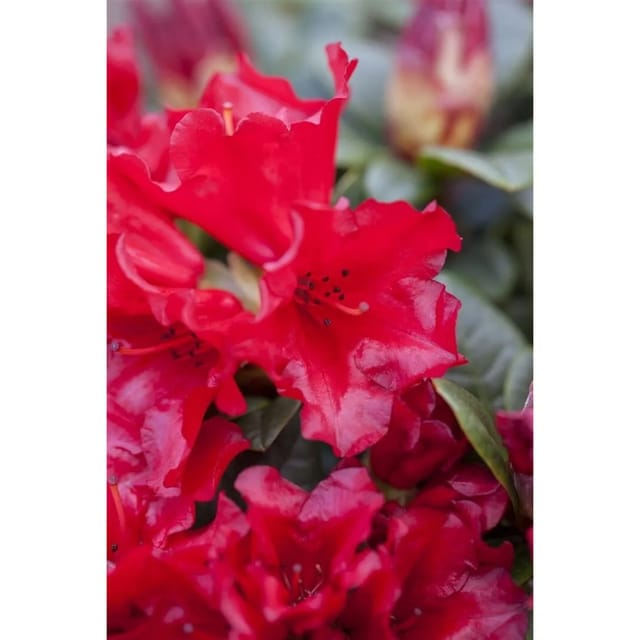 Rhododendron Repens Bengal Zwerg-Rhododendron Rot 25–30 cm