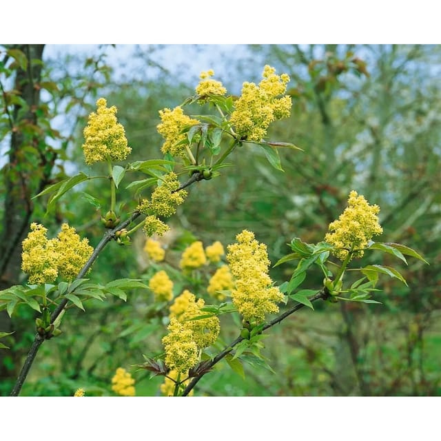 Sambucus Racemosa Roter Holunder 125–150 cm Dekorative Beeren
