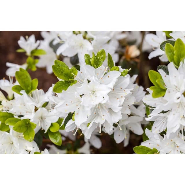 Rhododendron Obtusum Fairy Dreams Inas Diamond Rosa 20–25 cm