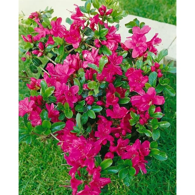 Rhododendron Obtusum Rubinetta Azalee Rubinrot 20–25 cm