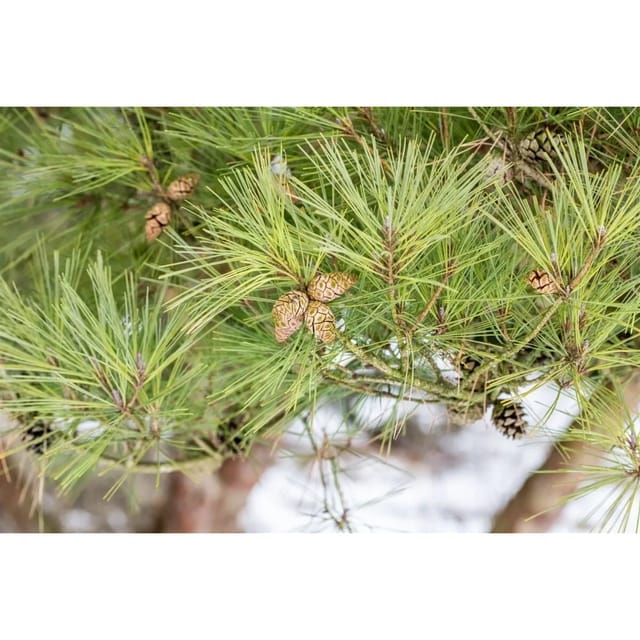 Pinus Densiflora Pumila Japanische Rotkiefer Kompakt 100–125 cm