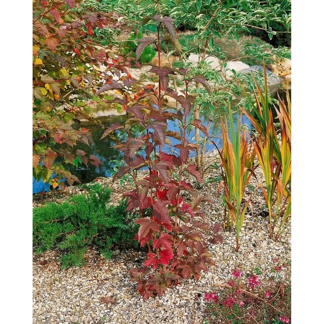 Viburnum Sargentii Onondaga Sargent-Schneeball Rot-Weiß 40–60 cm