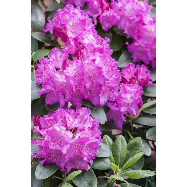 Rhododendron Hybr. Omega Rhododendron 30–40 cm