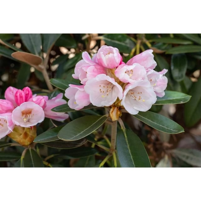 Rhododendron Pachysanthum Silver Dane Silbrig 30–40 cm
