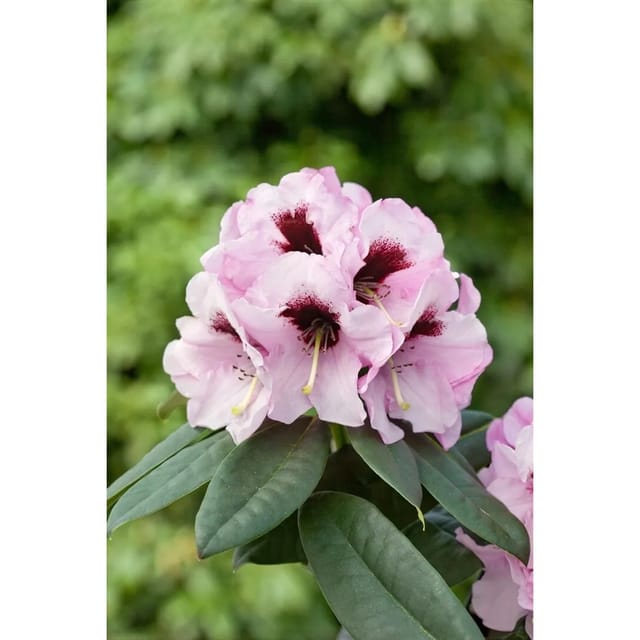 Rhododendron Praevernum Immergrün Rosa Blüten 30–40 cm