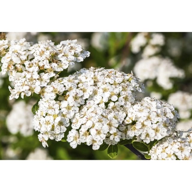 Spiraea Nipponica Snowmound Japanische Spiere Weiß 100–125 cm