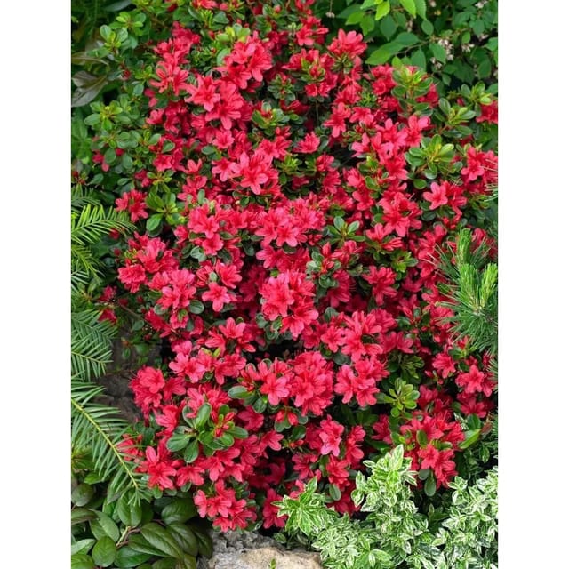 Rhododendron Obtusum Muttertag Azalee Leuchtend Rot 30–40 cm