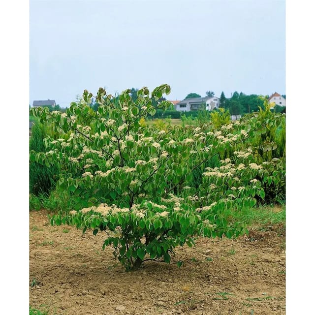 Cornus Controversa Pagoda Etagen-Hartriegel 100–125 cm