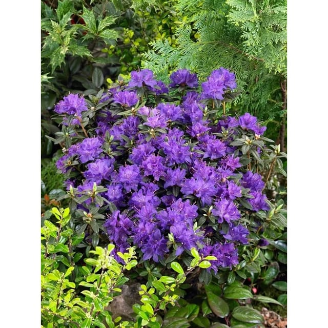 Rhododendron Russatum Enziana Rhododendron Blauviolett 25–30 cm