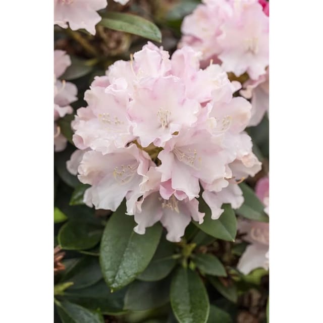Rhododendron Yak. Schneekrone Weiß 30–40 cm