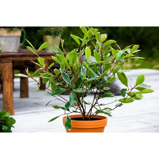 Photinia Fraseri Louise Glanzmispel 60–80 cm