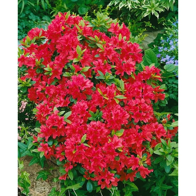 Rhododendron Obtusum Geisha Red Azalee Leuchtend Rot 20–25 cm