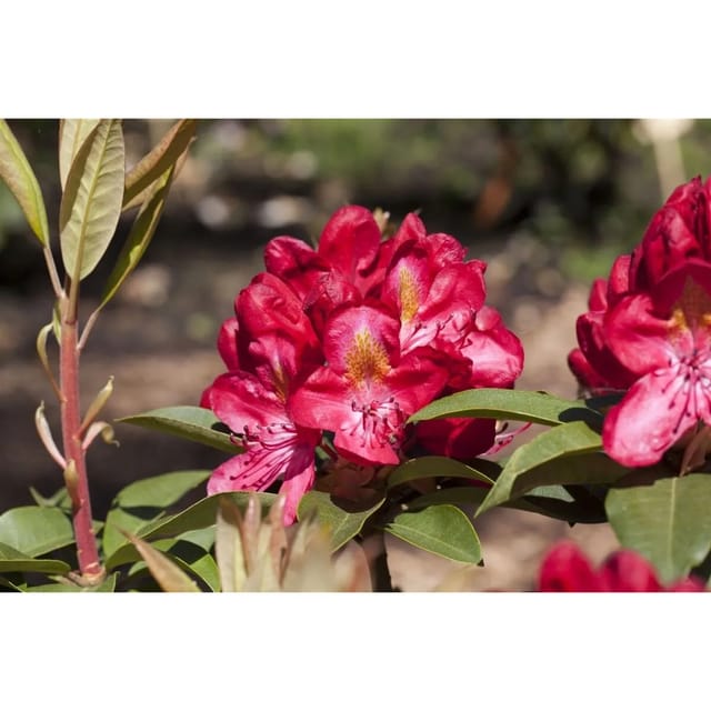 Rhododendron Hybr. Junifeuer Leuchtend Rot 40–50 cm