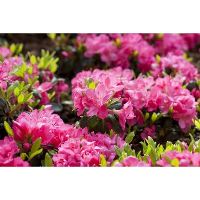 Rhododendron Obtusum Canzonetta Leuchtend Rosa 40–50 cm