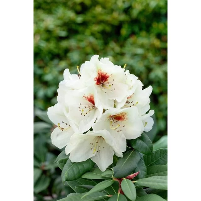 Rhododendron Praevernum Osterschnee Weiß 40–50 cm