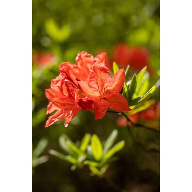 Rhododendron Luteum Fanal Gelb 70–80 cm