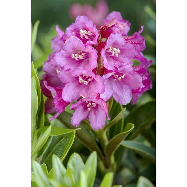 Rhododendron Ferrugineum Rostblättriger Rhododendron Rosa 12–15 cm