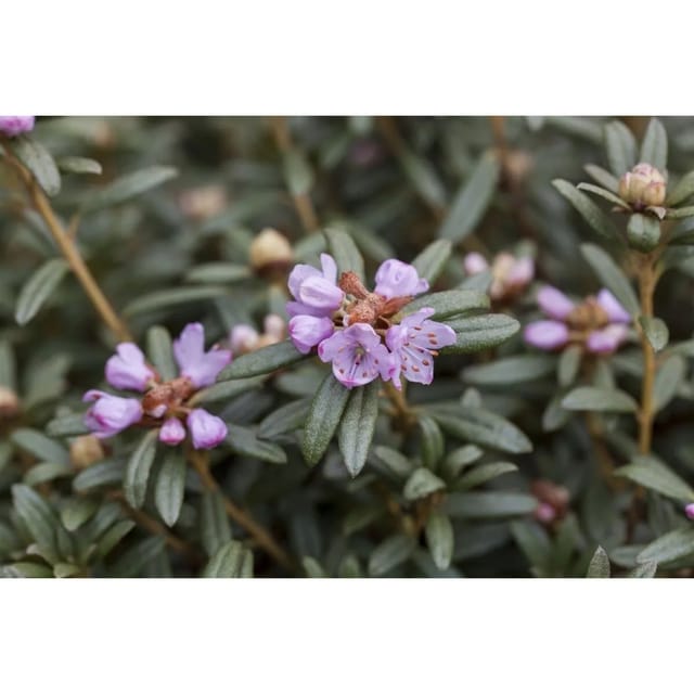Rhododendron Hippophaeoides Zartlila 20–25 cm