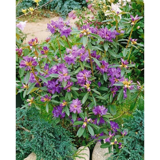 Rhododendron Govenianum Immergrün Rosa Blüten 40–50 cm