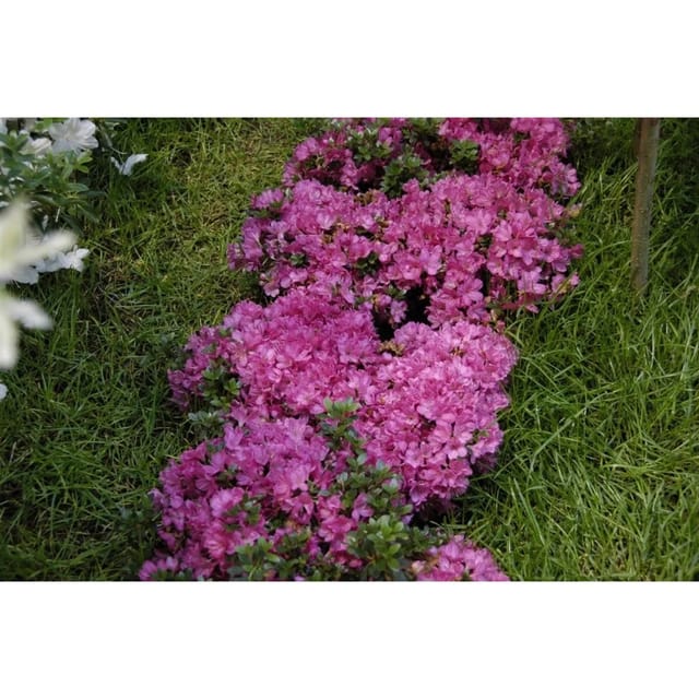 Rhododendron Obtusum Anne Frank Azalee Rosa Blüten 25–30 cm