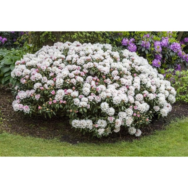 Rhododendron Yakushimanum Dreamland Rosa Blüten 25–30 cm