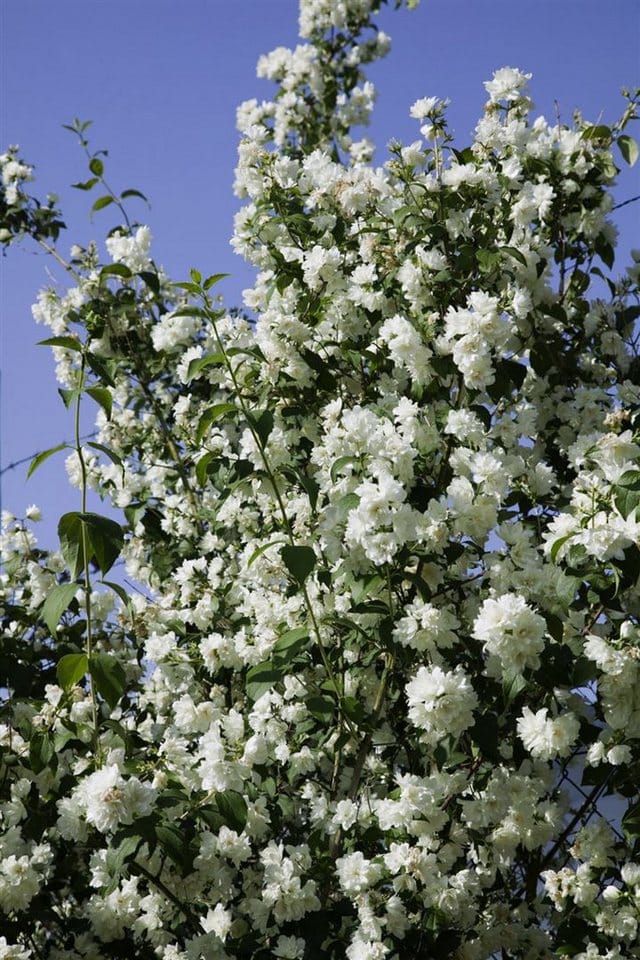 Philadelphus Virginal Duftjasmin Weiß 60–100 cm