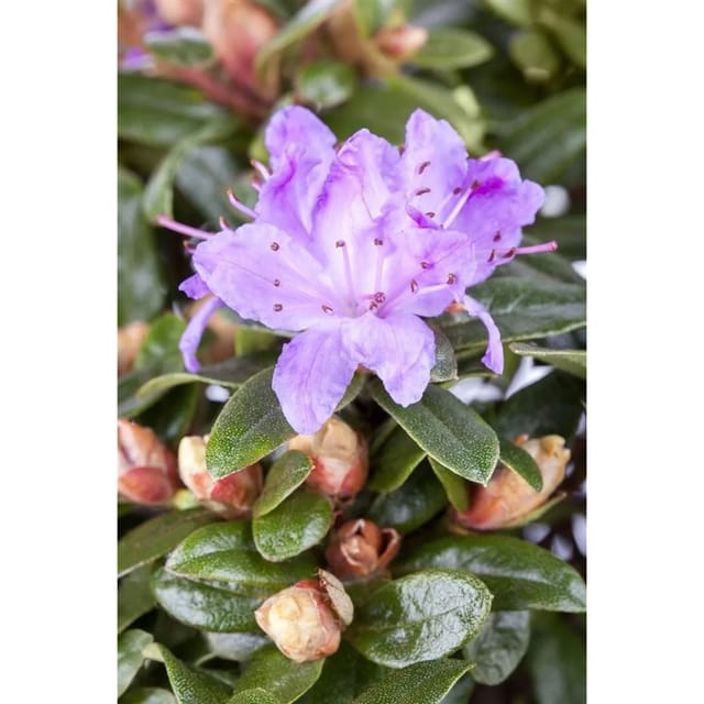 Rhododendron Impeditum Blue Tit Zwerg-Rhododendron Blau 30–40 cm