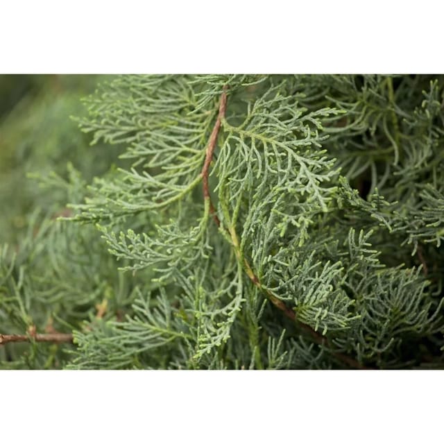 Juniperus Virginiana Grey Owl Virginischer Wacholder Silbrig 100–125 cm