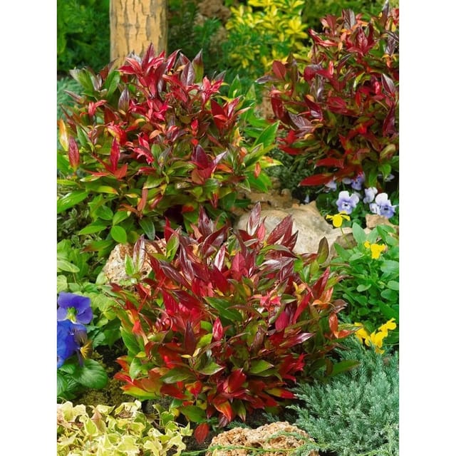 Leucothoe Axillaris Red Lips Traubenmyrte Rot 30–40 cm