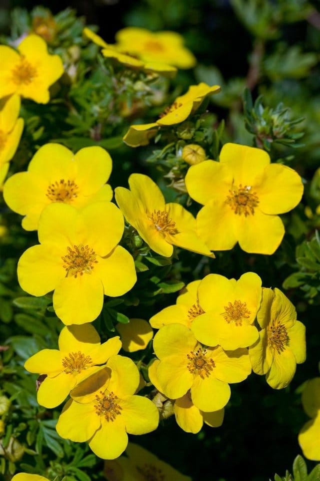Potentilla Goldfinger Fingerstrauch Gelb 30–40 cm