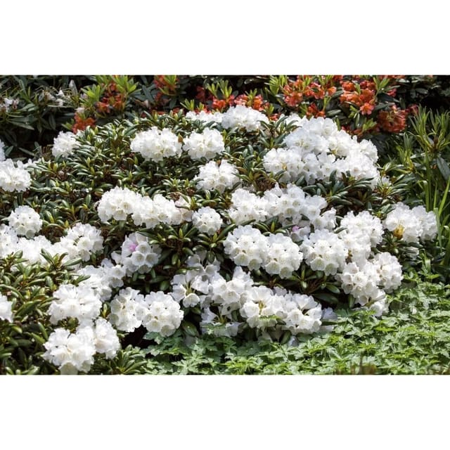 Rhododendron Decorum Weiß 50–60 cm